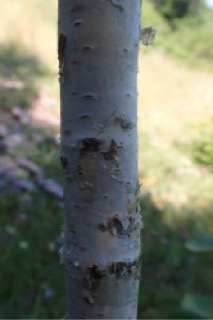 Betula utilis subsp. jacquemontii