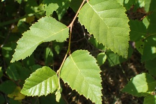 Betula costata