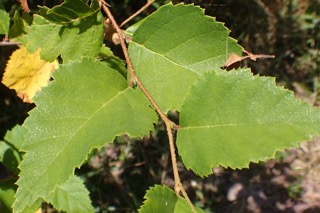 Betula costata