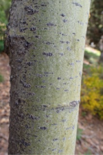 Populus tremula