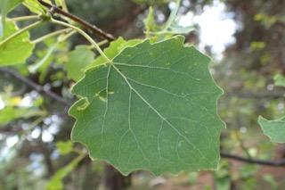 Populus tremula
