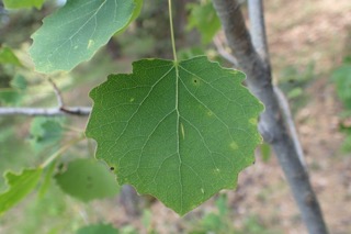 Populus tremula