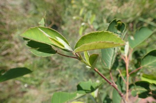 Amelanchier canadensis