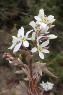 Amelanchier x lamarckii