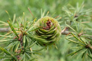 Larix kaempferi