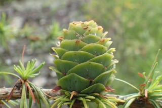 Larix kaempferi