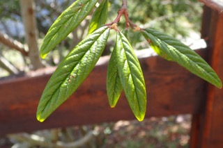 Cotoneaster salicifolius