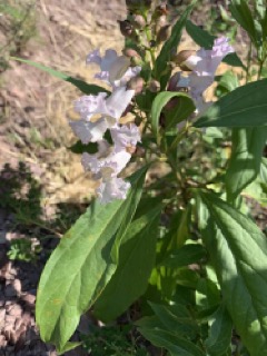 × Chitalpa tashkentensis