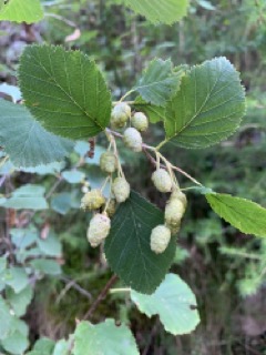 Alnus incana