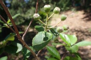 Aronia melanocarpa