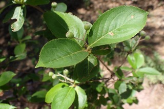 Aronia melanocarpa