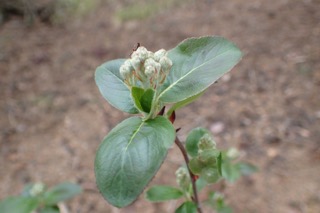 Aronia melanocarpa
