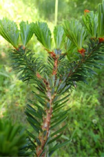 Abies homolepis