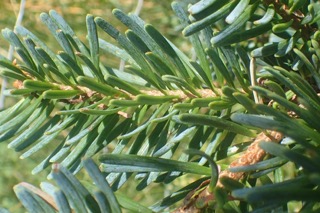 Abies homolepis