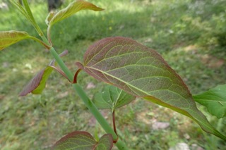Leycesteria formosa