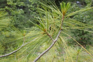 Pinus wallichiana