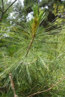 Pinus wallichiana