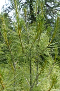 Pinus wallichiana
