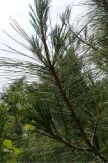 Pinus wallichiana