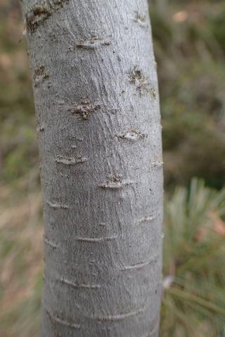 Pinus peuce