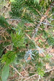 Picea jezoensis