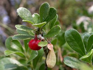 Arctostaphylos uva-ursi