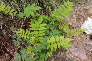 Sorbaria sorbifolia