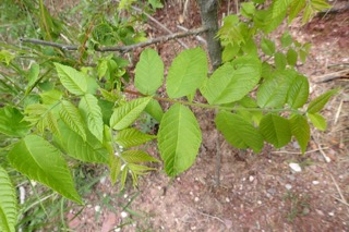 Pterocarya fraxinifolia