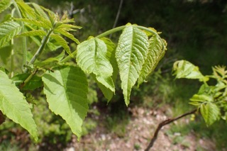 Pterocarya fraxinifolia