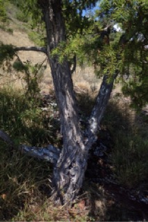 Juniperus oxycedrus