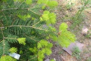 Pseudotsuga menziesii
