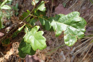 Quercus frainetto