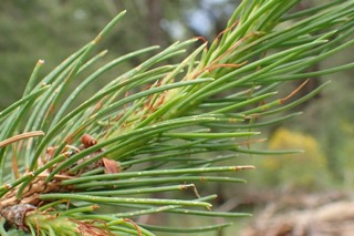Picea smithiana