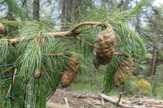Picea smithiana
