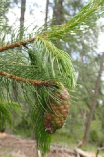 Picea smithiana