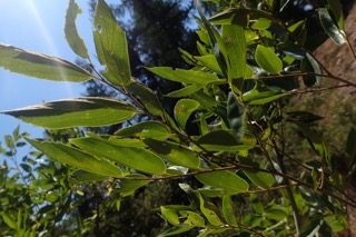 Celtis sinensis