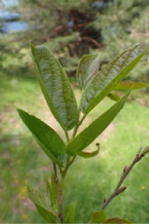 Celtis sinensis