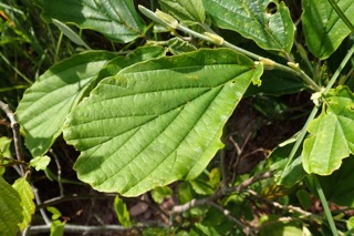 Hamamelis virginiana