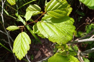 Hamamelis virginiana