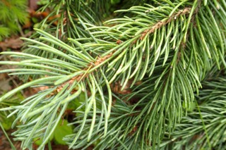 Picea engelmannii