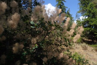 Cotinus coggygria