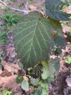 Davidia involucrata