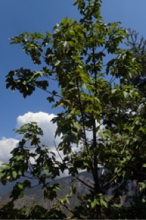 Acer pseudoplatanus