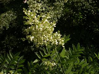 Styphnolobium japonicum