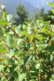 Spiraea trilobata