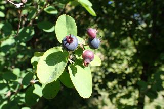 Amelanchier ovalis