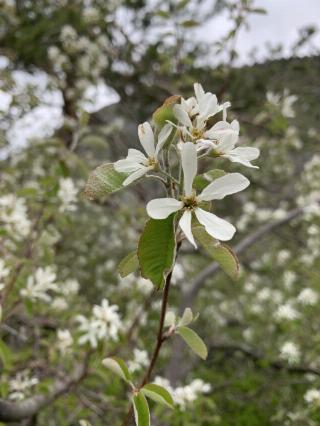 Amelanchier ovalis
