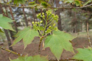 Acer cappadocicum