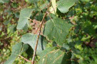 Betula utilis