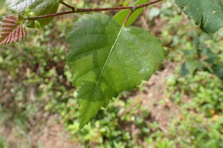 Betula utilis
